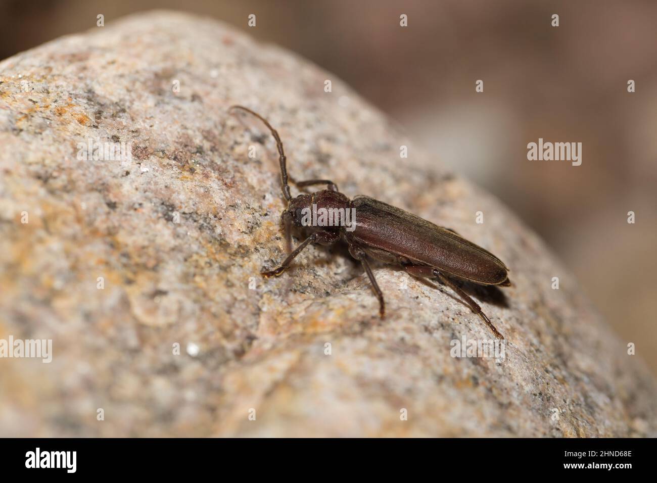 Scarafio a corna lunga (Arhopalus rusticus) Foto Stock