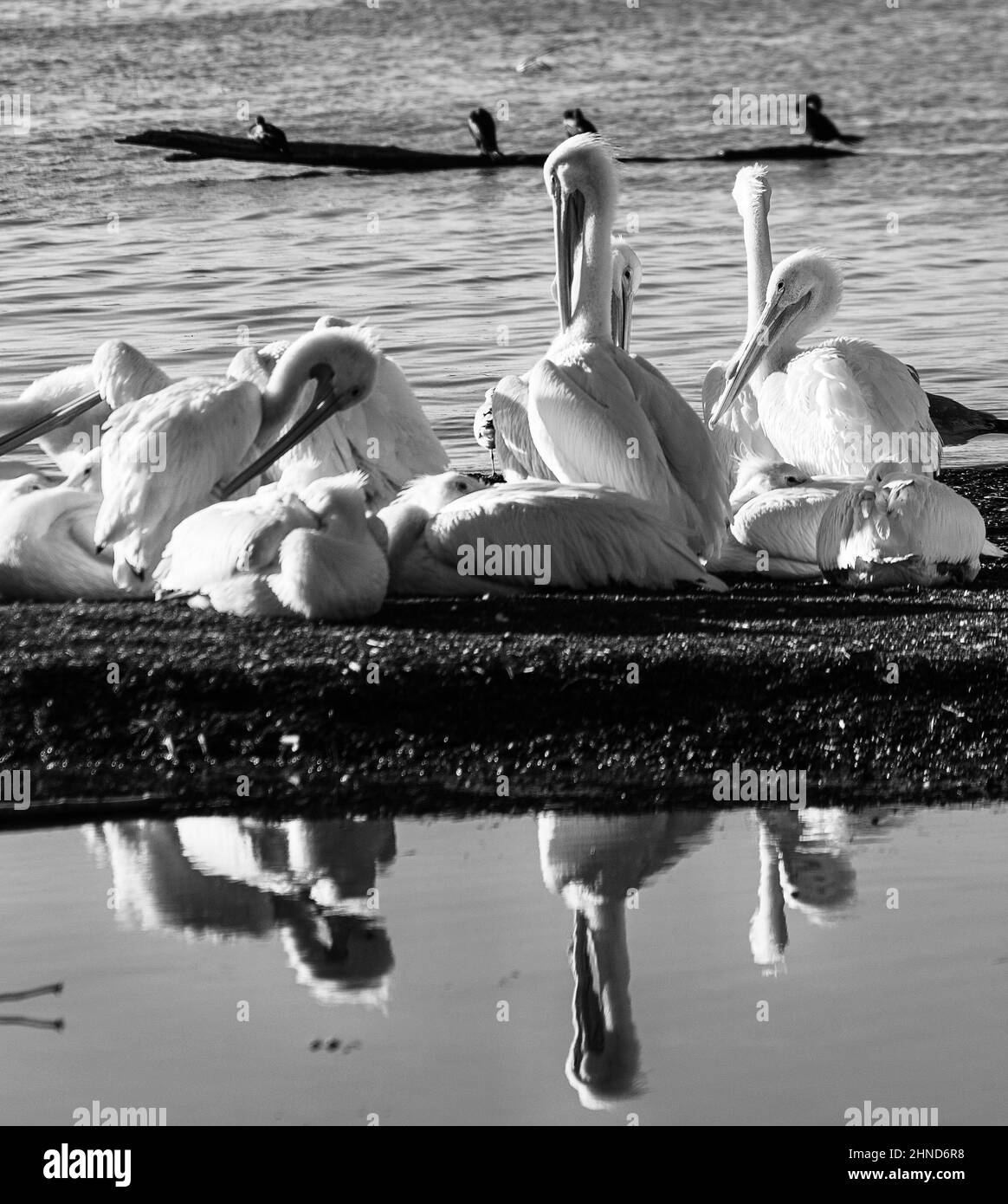 Pellicani Foto Stock