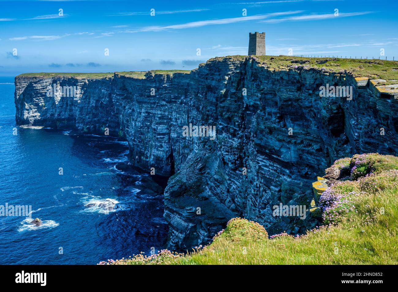 Marwick Head colonia di uccelli marini, Mainland Orkney, Scozia, Regno Unito Foto Stock