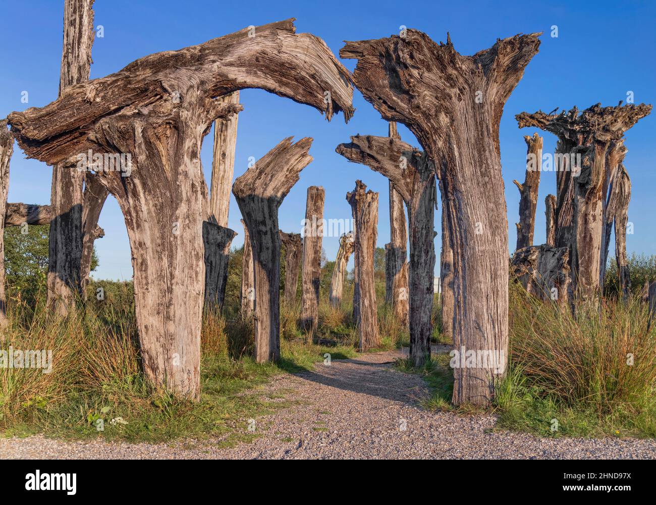 Irlanda, County Offaly, Lough Boora Discovery Park, sezione conosciuta come la Foresta Nera alla luce della sera, resti di querce nere 5000 anni. Foto Stock