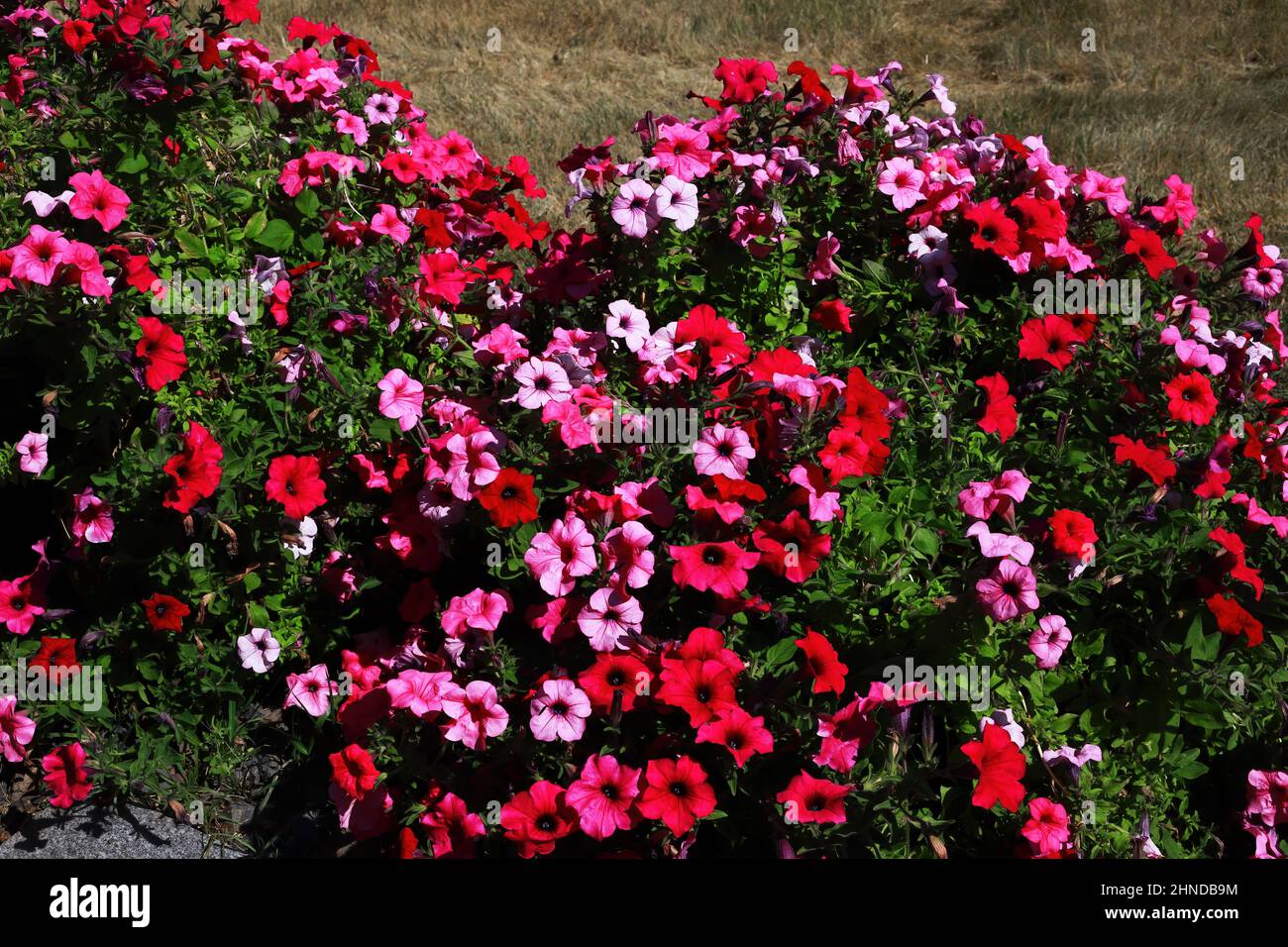 Petunie rosse e rosa in un letto di fiori estivi in primavera a Taylors Falls, Minnesota USA. Foto Stock