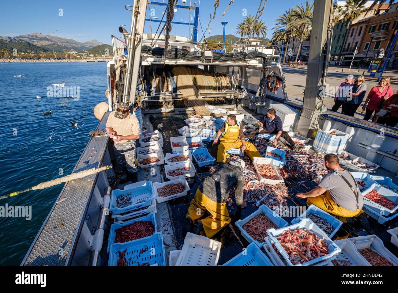 Marinai che selezionano il pesce, pesca de arrastre o pesca de bou, Andratx, Mallorca, Isole Baleari, Spagna Foto Stock