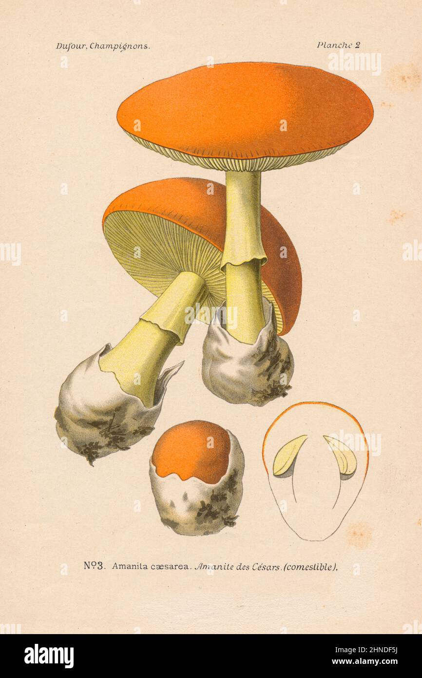 Antica incisione a fungo di Amanita caesarea (funghi di Cesare). Da 'Atlante des Champignons' di Leon Dufour, 1891. Foto Stock