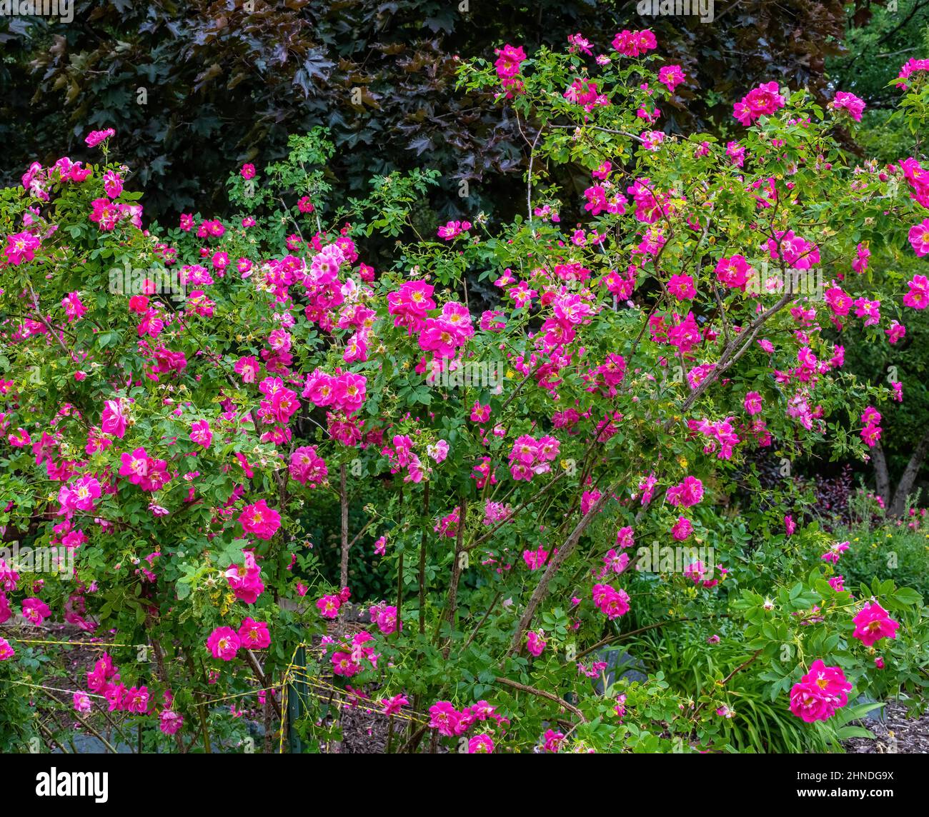 Rosa cespuglio fioritura in primavera a St. Croix Falls, Wisconsin USA. Foto Stock
