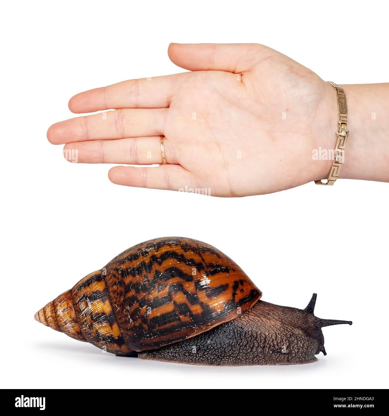 Taglia adulta frican gigante Ghanese lumaca aka gigante africano lumaca, gigante tigre terra lumaca o Achatina Achatina , modi in movimento. Mano umana per referenc Foto Stock