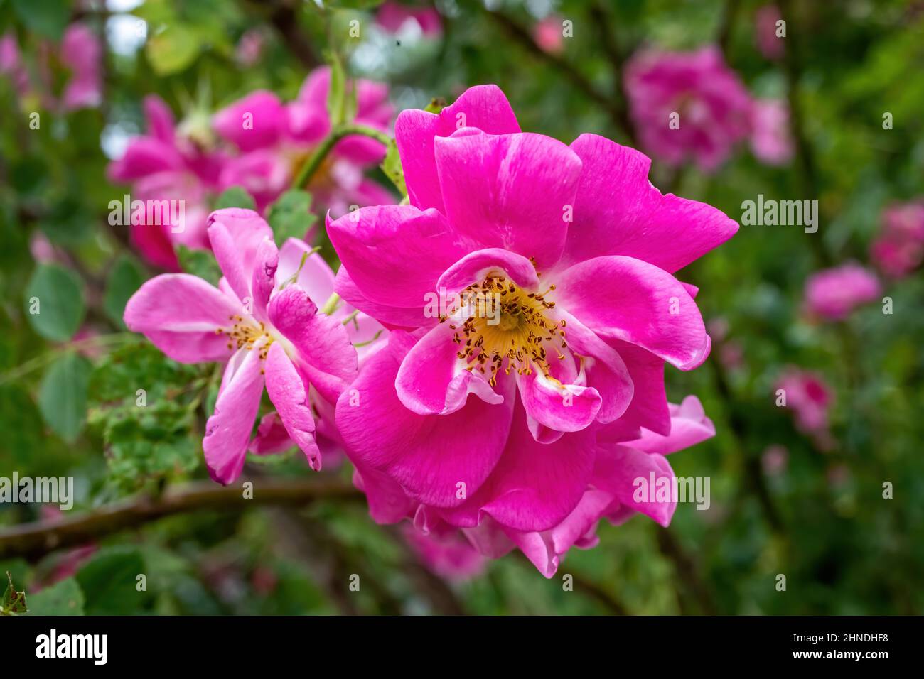 Primo piano di una rosa fiorita su un cespuglio di rose a St. Croix Falls, Wisconsin USA. Foto Stock