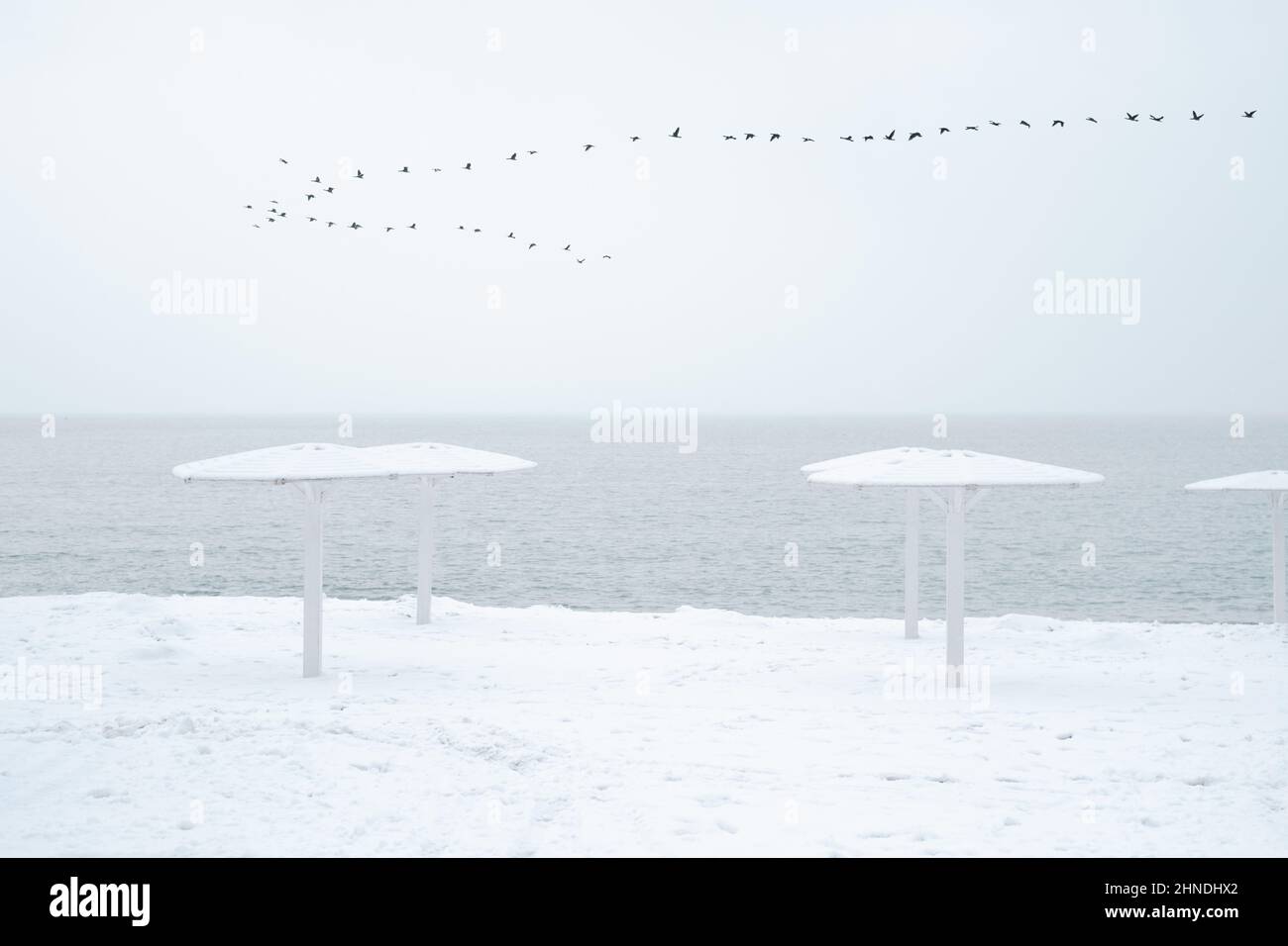 Un gregge di uccelli vola sulla baia del mare durante una nevicata in inverno. Foto Stock