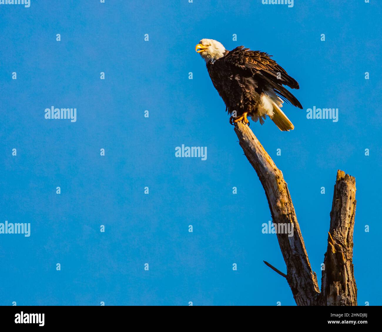 Aquila calva sul serpente morto con le piume ruffled e squawking. Fotografato all'area di esplorazione di Turtle Bay nella contea di Shasta, California, USA. Foto Stock