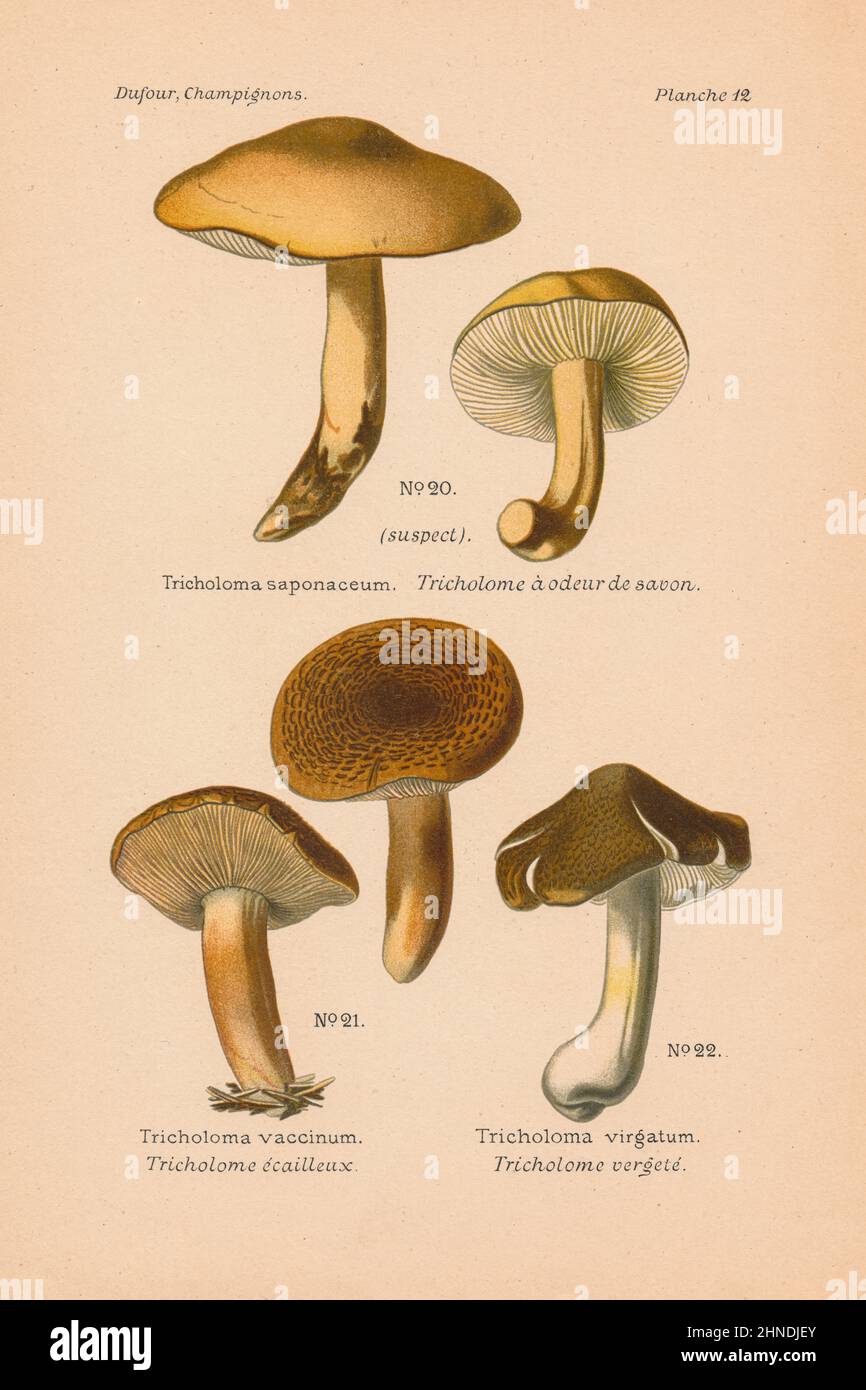 Incisione di funghi antichi di Tricholoma saponaceum (Toadstool profumato al sapone), T. vaccinum (Russet scaly T.), T. virgatum (ashen Knight) Foto Stock