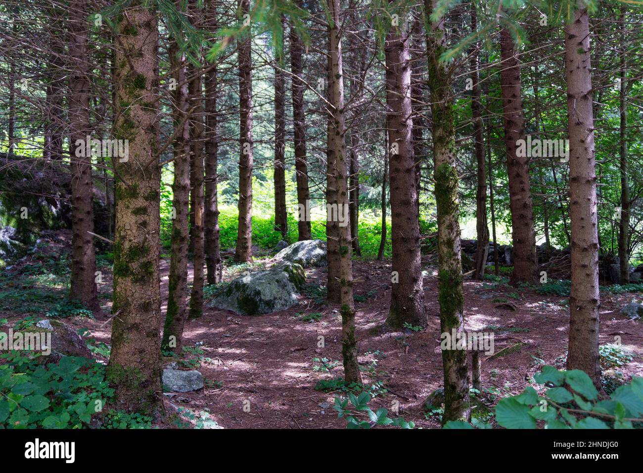 Italia, Lombardia, Valtellina, Val Masino, foresta Foto Stock