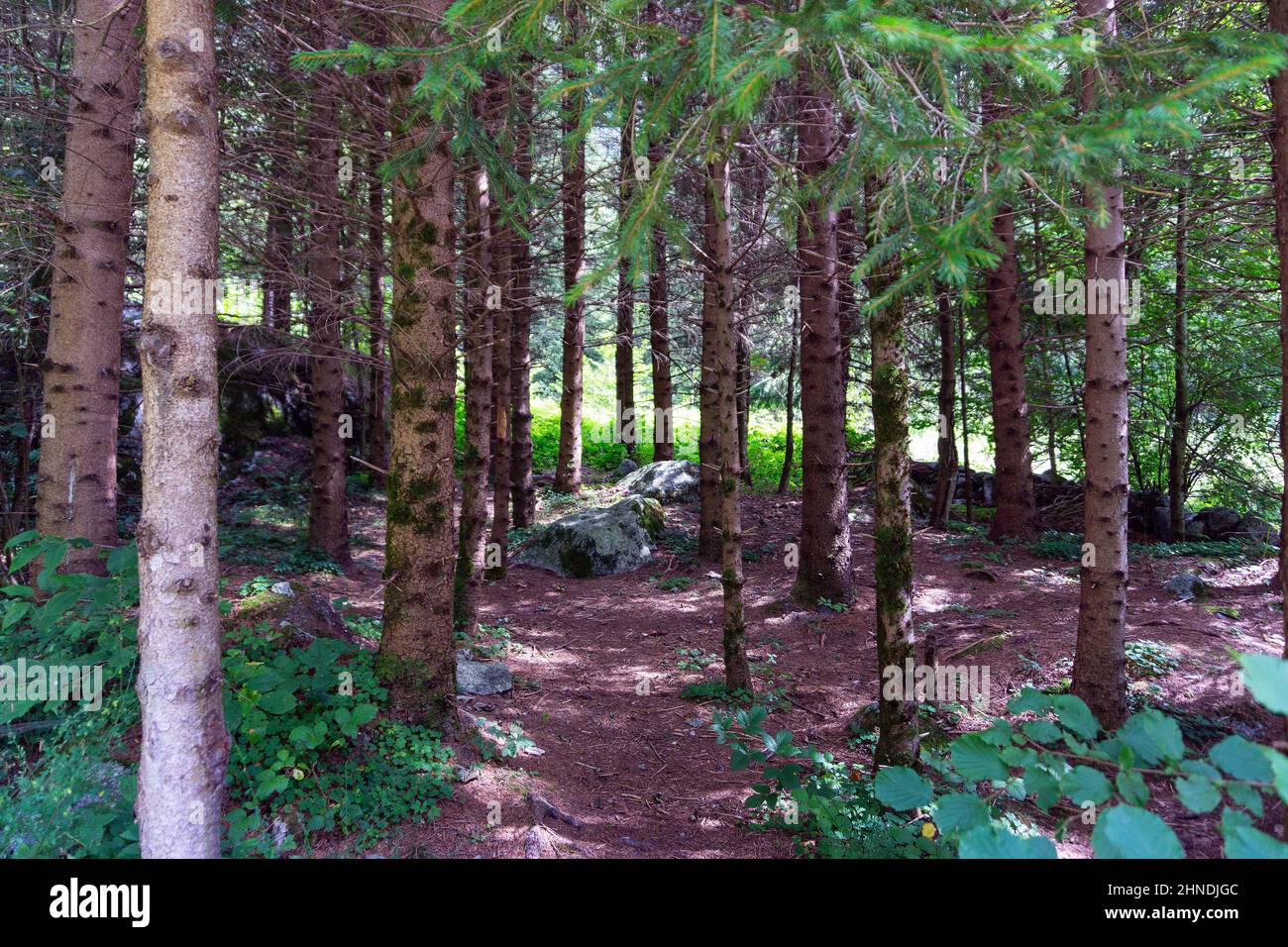 Italia, Lombardia, Valtellina, Val Masino, foresta Foto Stock