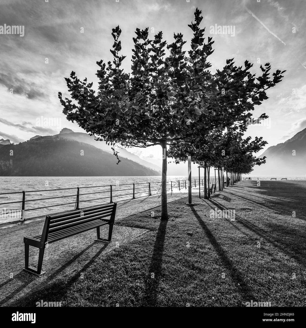 Viale degli alberi sulla riva del lago di Lucerna. Il sole si imposta dietro gli alberi. Retroilluminazione . Foto Stock