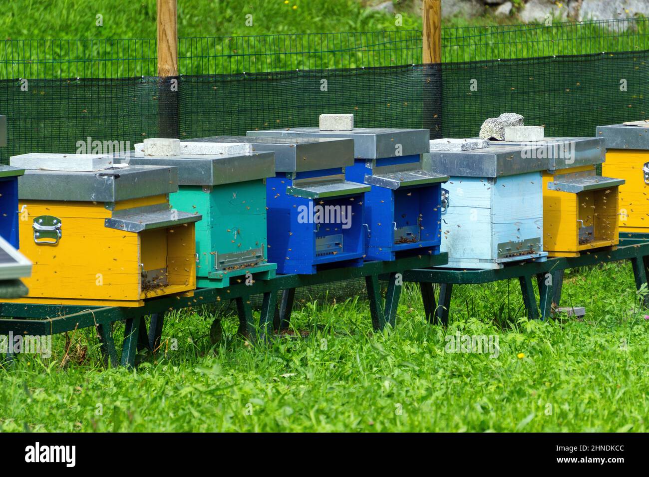 Italia, Lombardia, Valtellina, Val Masino, Visido di dentro, apicoltura Foto Stock