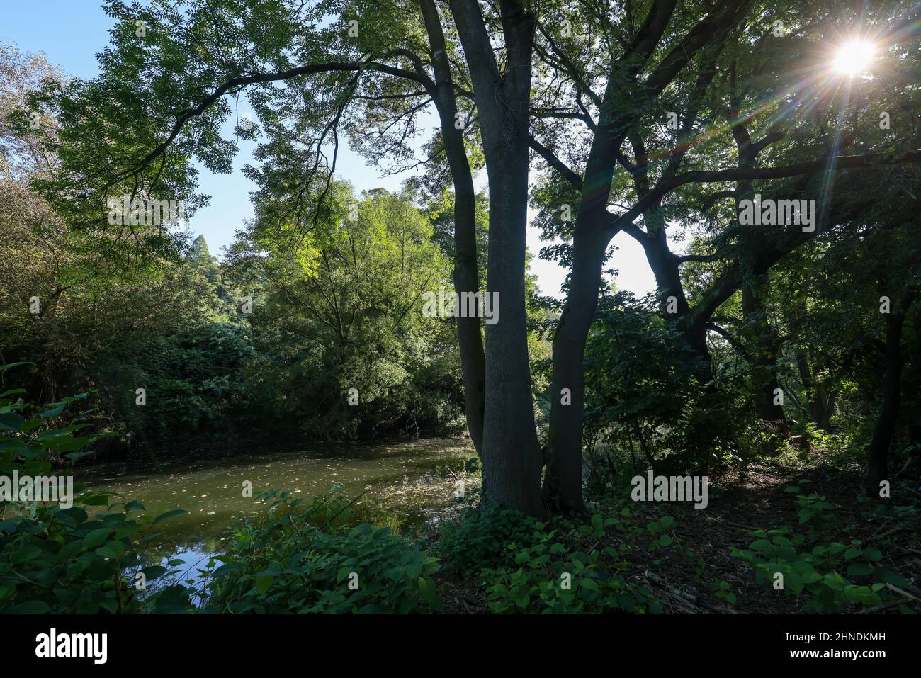 Witten, Renania settentrionale-Vestfalia, Germania - Muehlenraben a Witten. Foto Stock