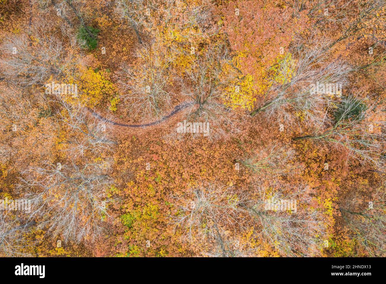 Autunno foresta nel utrechtse heuvelrug, Paesi Bassi Foto Stock