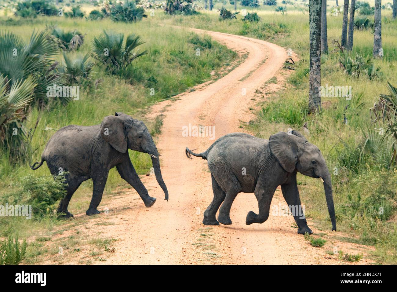 Giovani elefanti che attraversano la strada nel parco nazionale di Murchison Falls, Uganda Foto Stock