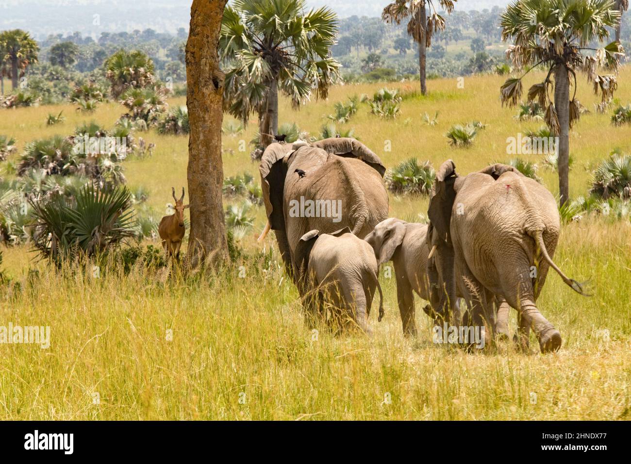 Famiglia Elephant, Cascate di Murchison, Uganda Foto Stock