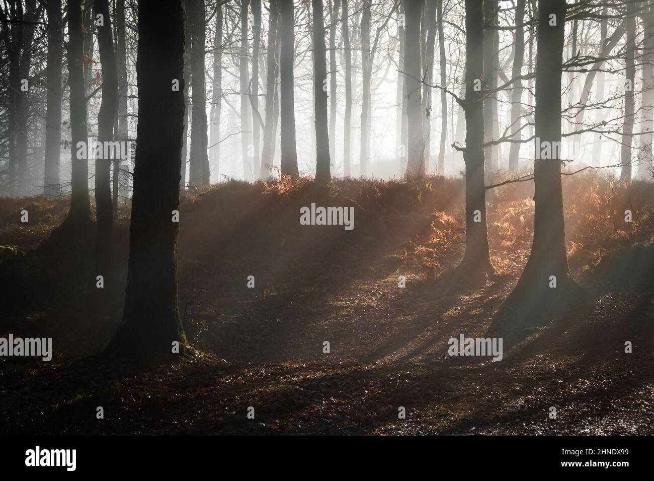 Il sole d'inverno filtra attraverso la nebbia e gli alberi a High Dam, Finsthwaite Foto Stock