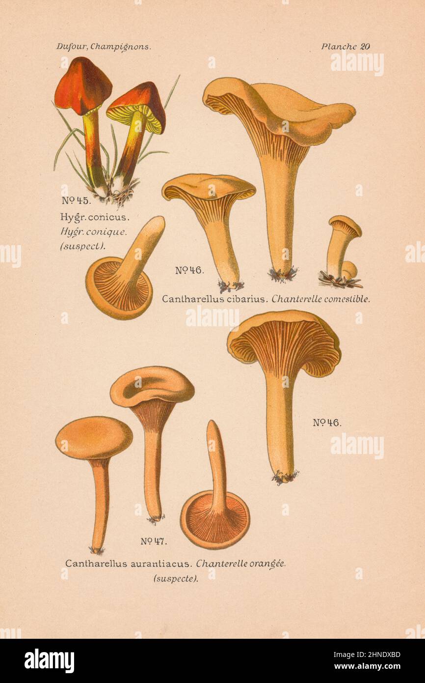 Incisione antica di funghi di Hygrophorus conicus (cappello della strega), Cantharellus cibarius (Girolle), C. aurantiacus (False Chanterelle) Foto Stock