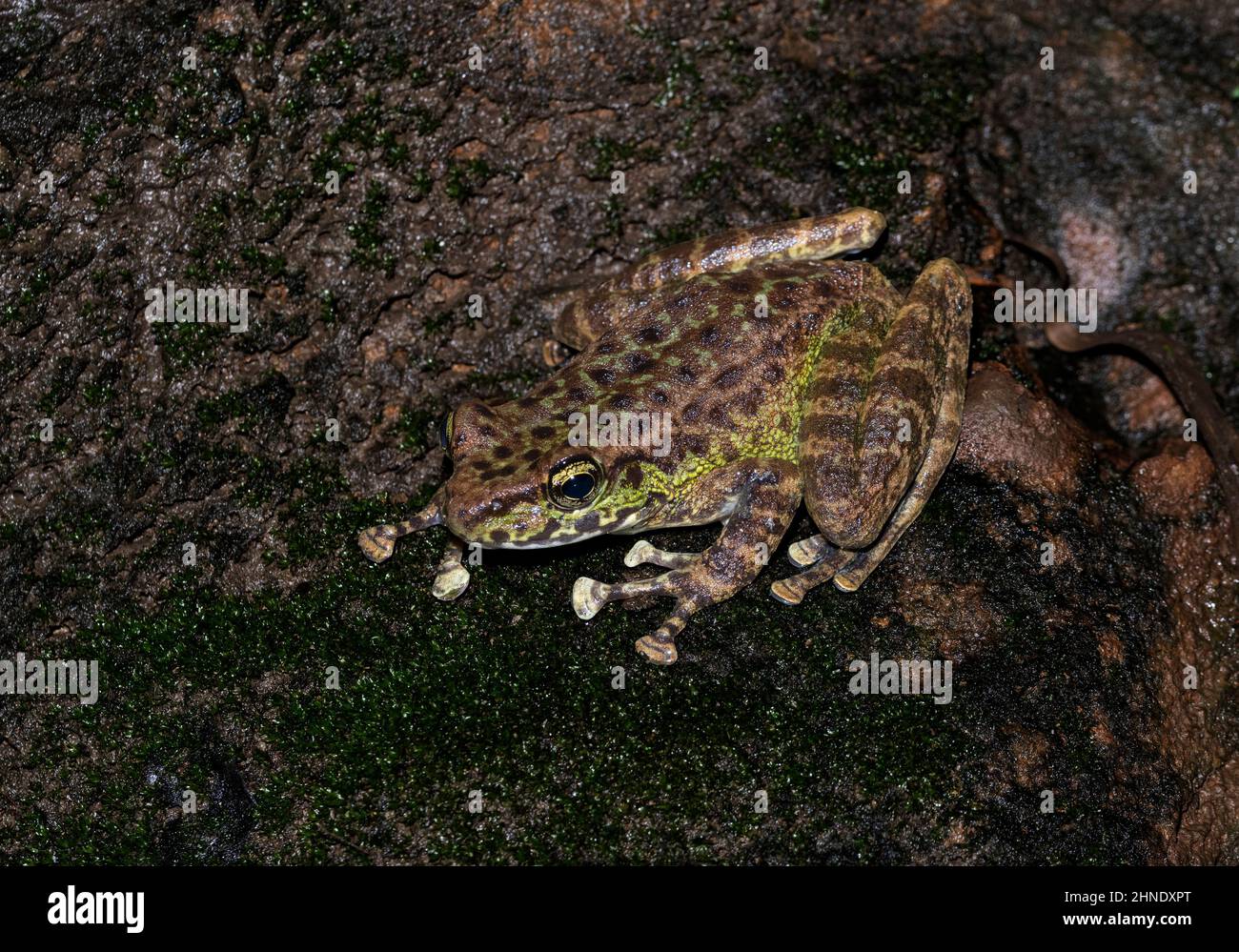 Amolops o Cascade rana visto vicino Cherrapunji, Meghalaya, India Foto Stock