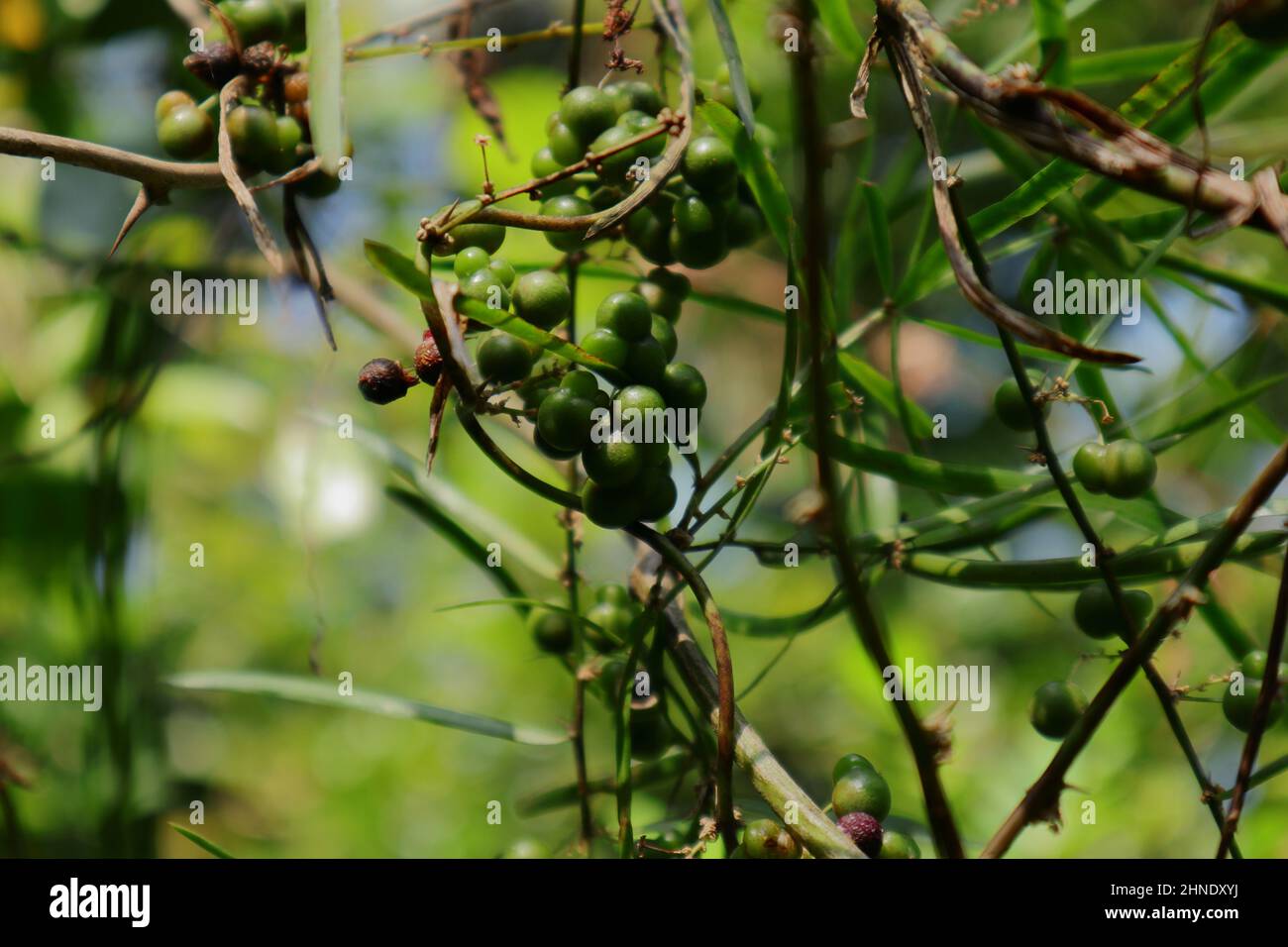 Primo piano di grappoli di semi verdi di una vite di asparagi selvatici (Asparagus recemosus) Foto Stock