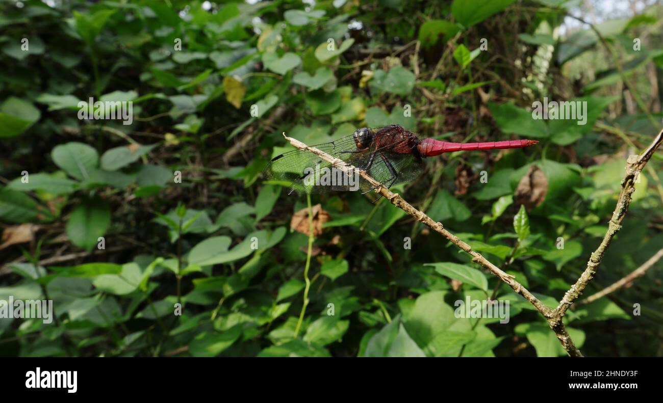 Vista laterale di un maschio cremisi coda falco palude libellula su un gambo asciutto Foto Stock