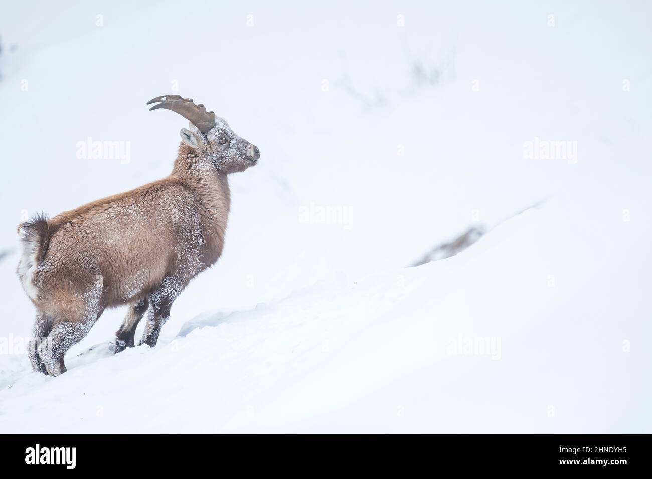 Alpine Ibex nel massiccio degli Ecrins , Francia Foto Stock