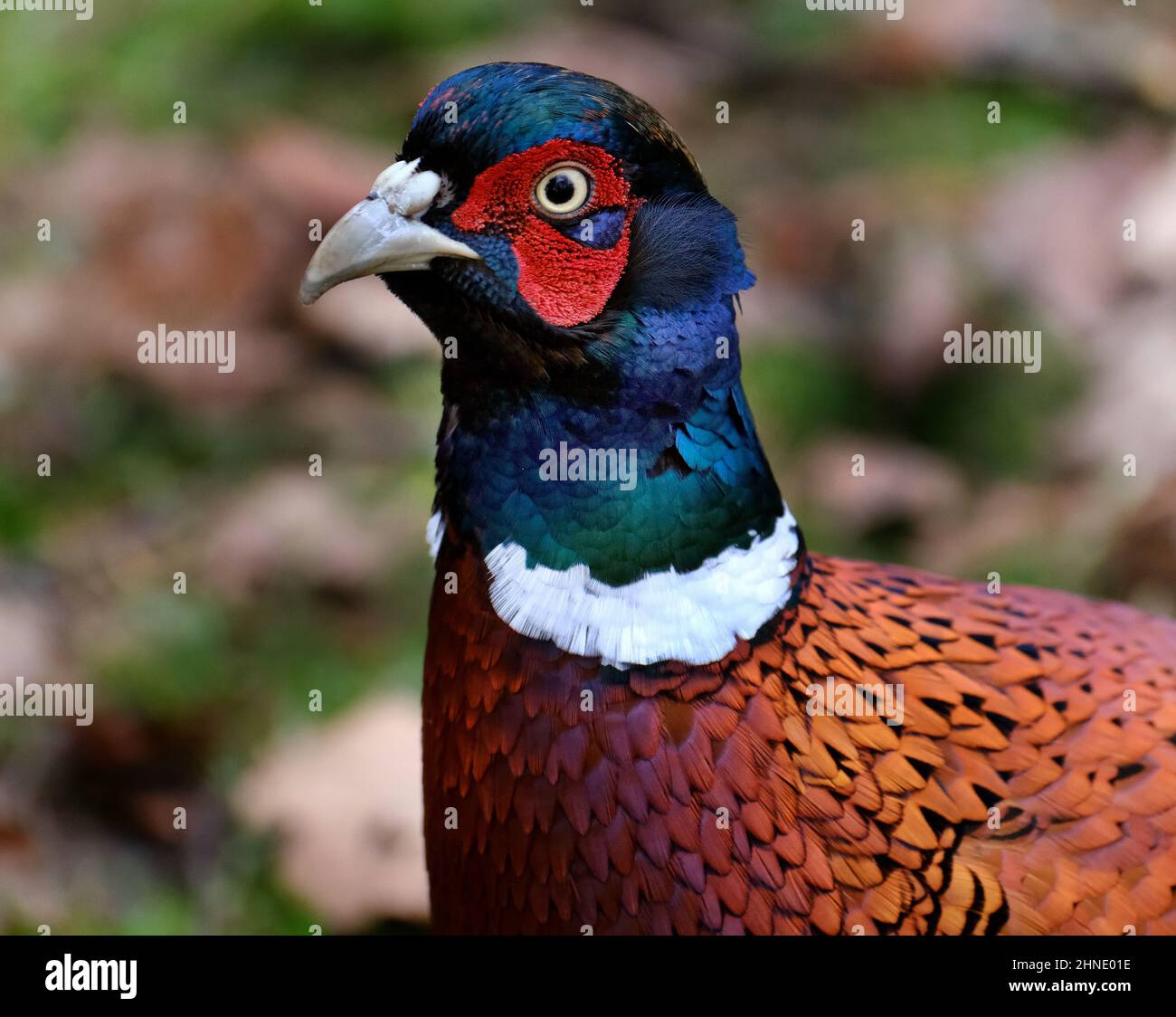 I fagiani sono uccelli di diversi generi della famiglia Phasianidae dell'ordine delle Galliformes. Foto Stock