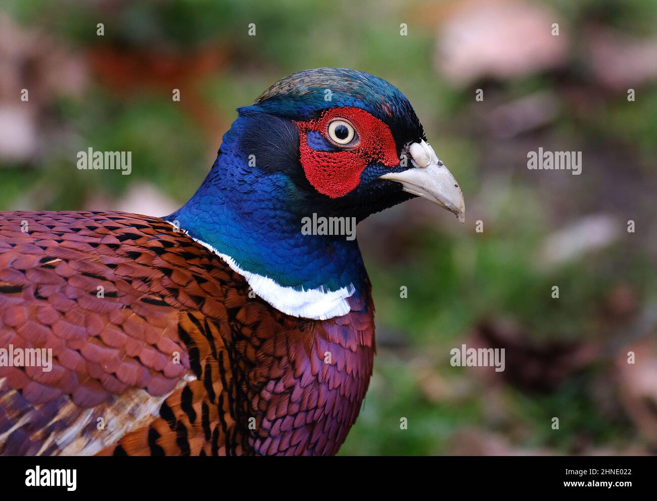 I fagiani sono uccelli di diversi generi della famiglia Phasianidae dell'ordine delle Galliformes. Foto Stock