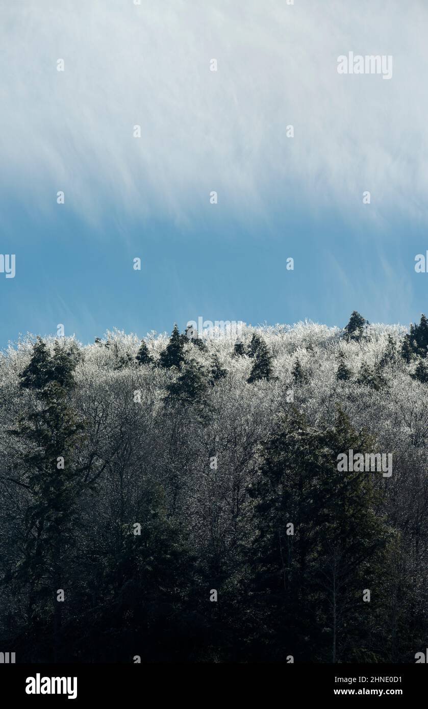 Le nuvole di Cirrus sopra gli alberi di quercia e faggio in cima alla stazione sciistica di Crotched Mountain a Bennington, New Hampshire, USA. Foto Stock