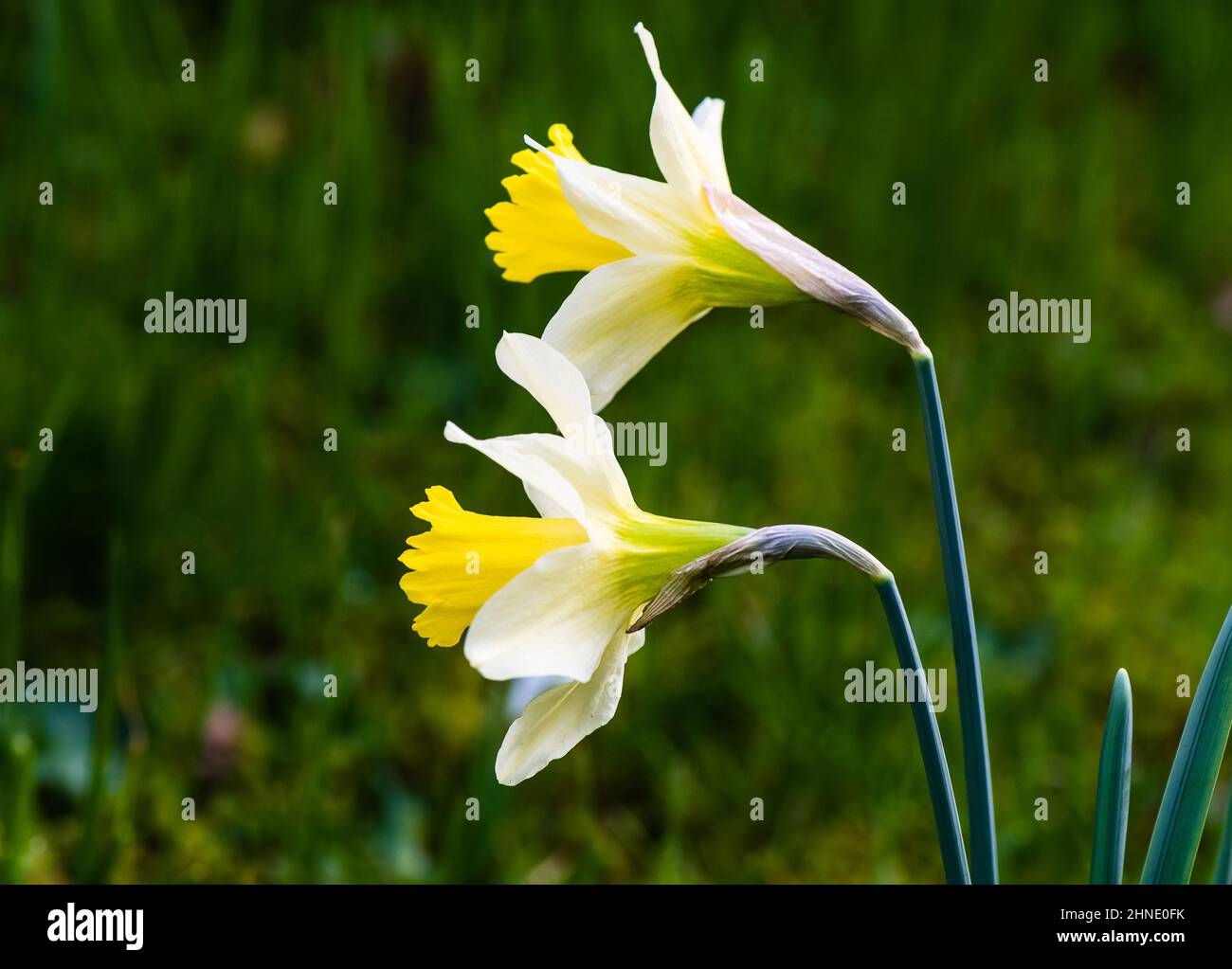 Naffodils che crescono in un giardino di campagna. Foto Stock