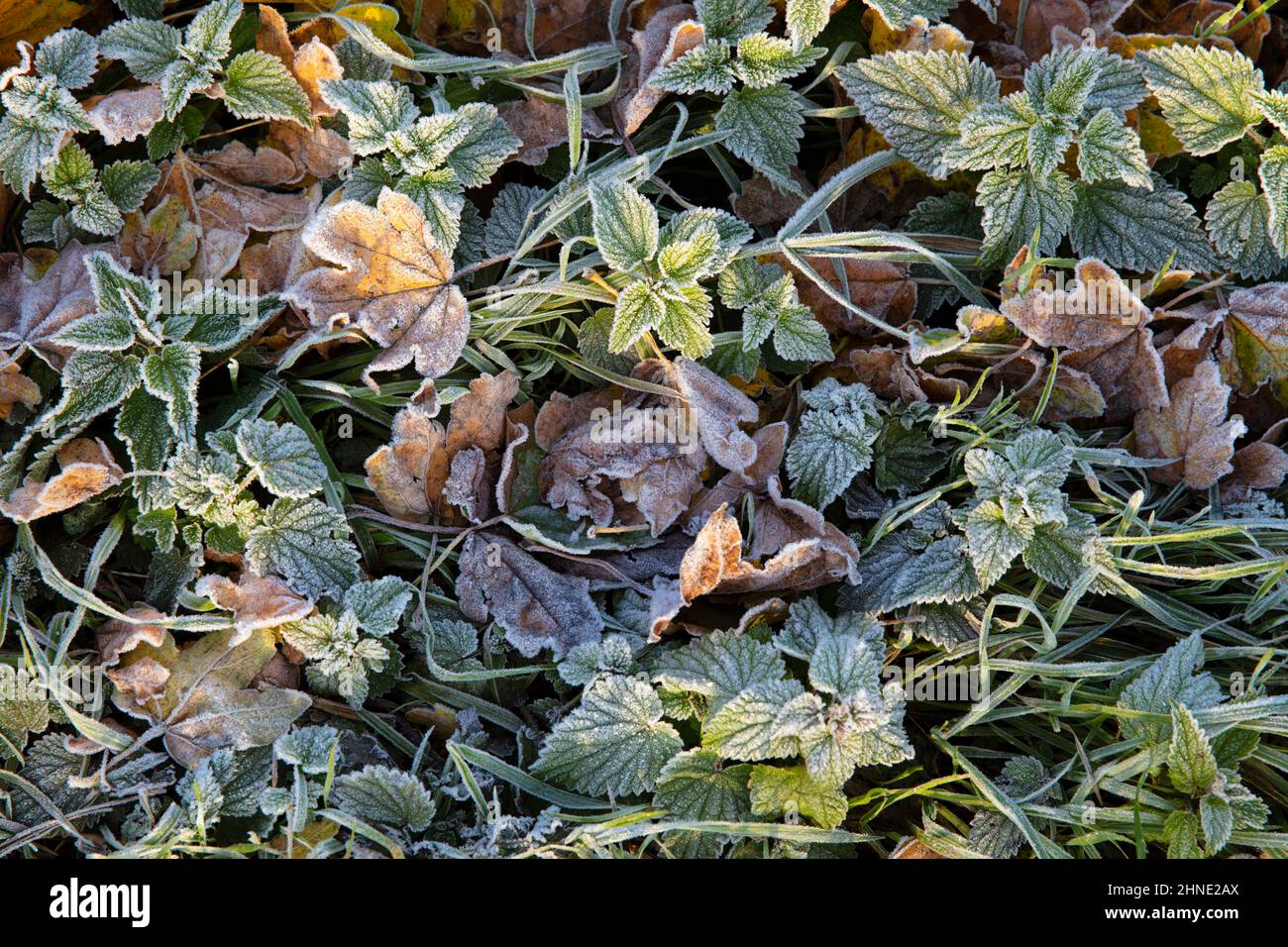 Gelo coperto autunno caduto foglie, Berkshire, Regno Unito Foto Stock