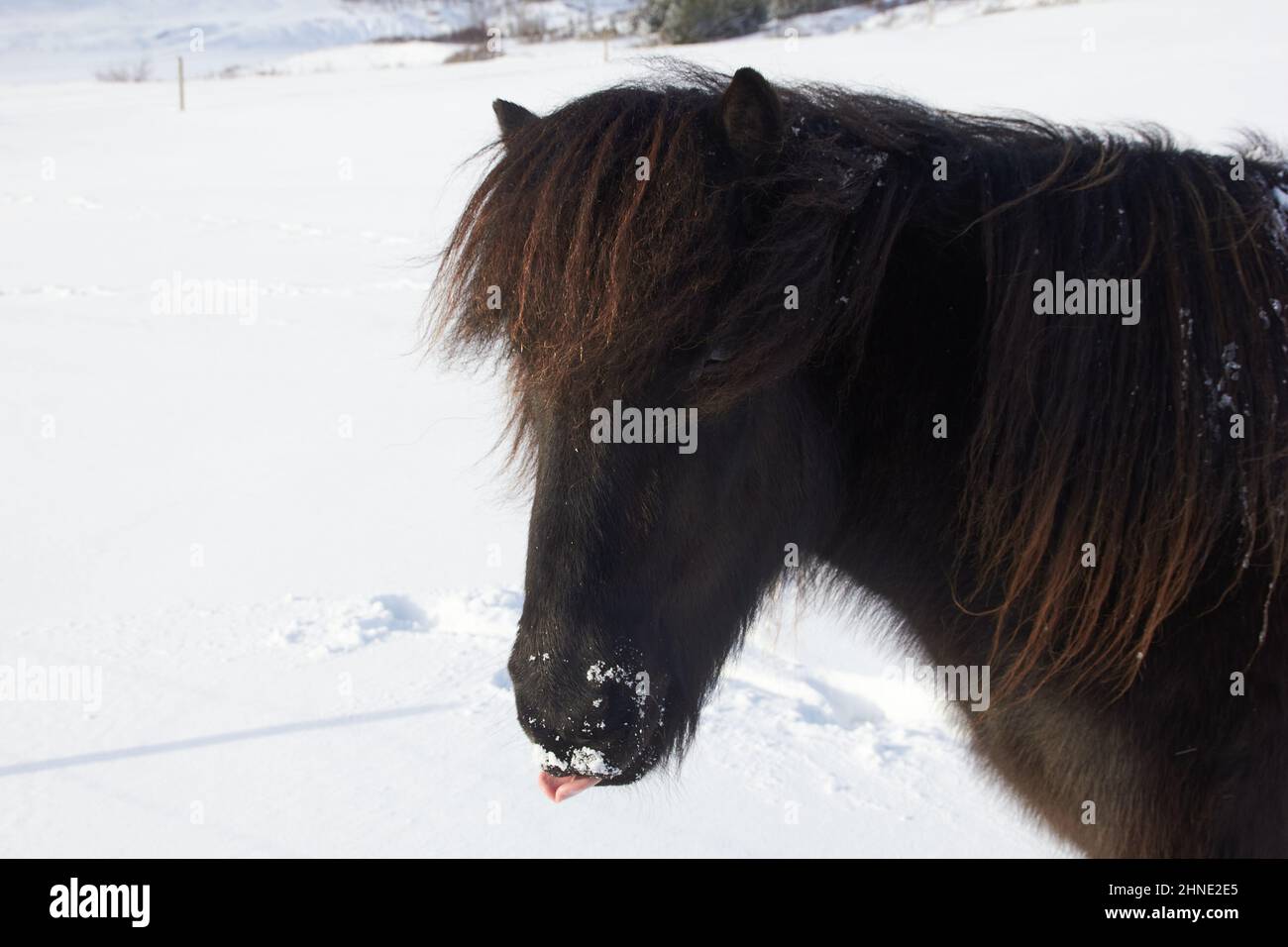 Pony islandese nella neve Foto Stock