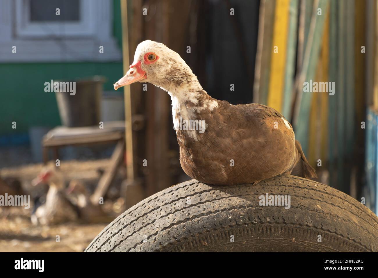Primo piano di un'anatra moscovica domestica seduta su un pneumatico auto nella fattoria in una giornata di sole Foto Stock