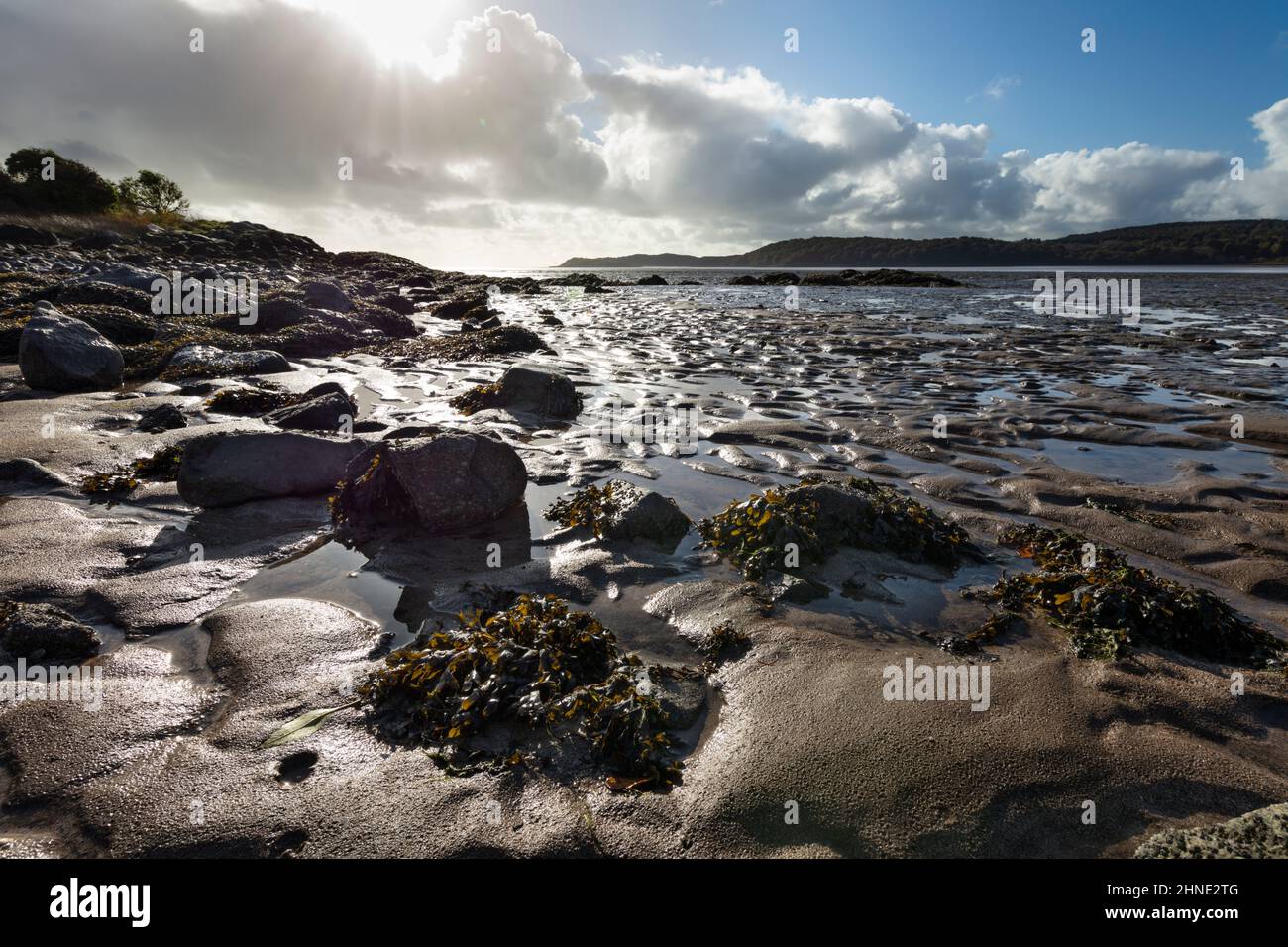 Spiaggia con rocce e alghe a bassa marea, Kippford, Dalbeattie, Dumfries e Galloway, Scozia, Regno Unito, Europa Foto Stock