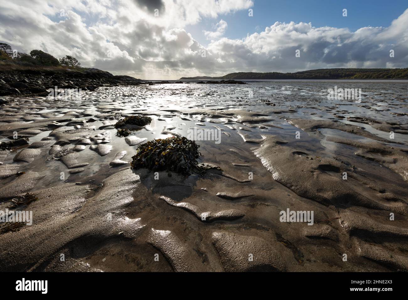 Spiaggia con rocce e alghe a bassa marea, Kippford, Dalbeattie, Dumfries e Galloway, Scozia, Regno Unito, Europa Foto Stock