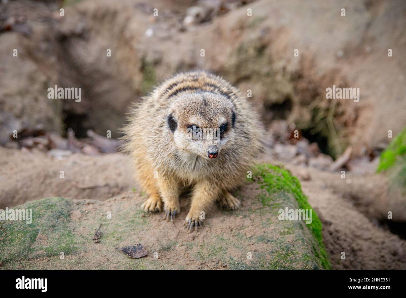 Un meerkat si siede su una roccia in uno zoo tedesco con bel tempo Foto Stock