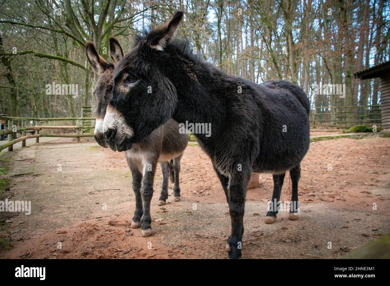 Due pony si trovano in un'area recintata in un parco pubblico Foto Stock