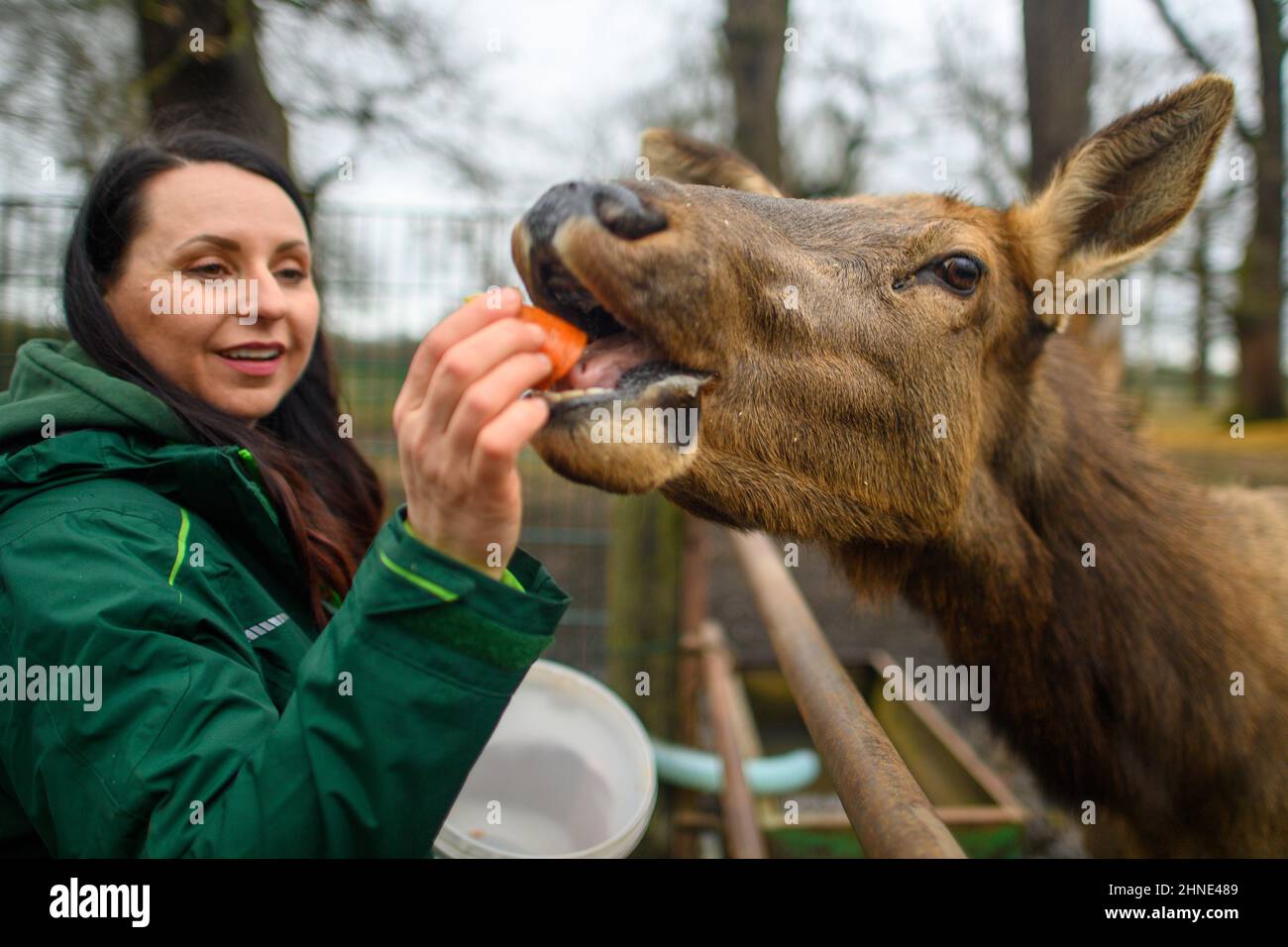 16 febbraio 2022, Sassonia-Anhalt, Weißewarte: Victoria Alex, direttore del Parco Naturale di Weißewarte, alimenta una femmina del cervo in un paddock del parco. Il Parco Naturale di Weißewarte, temporaneamente chiuso a causa di carenze nel benessere degli animali, si è riaperto. Il distretto di Stendal aveva rilasciato il permesso zoo necessario per il funzionamento continuato. Inizialmente questo limite è limitato al 30 settembre 2022. La nuova società operativa senza scopo di lucro sotto gli auspici del comune di Tangerhütte ha ora fino al 31 maggio 2022 per presentare ulteriori documenti per un permesso zoo permanente. Foto: Klaus-Dietmar Gabbert/dpa-Zentralbild Foto Stock