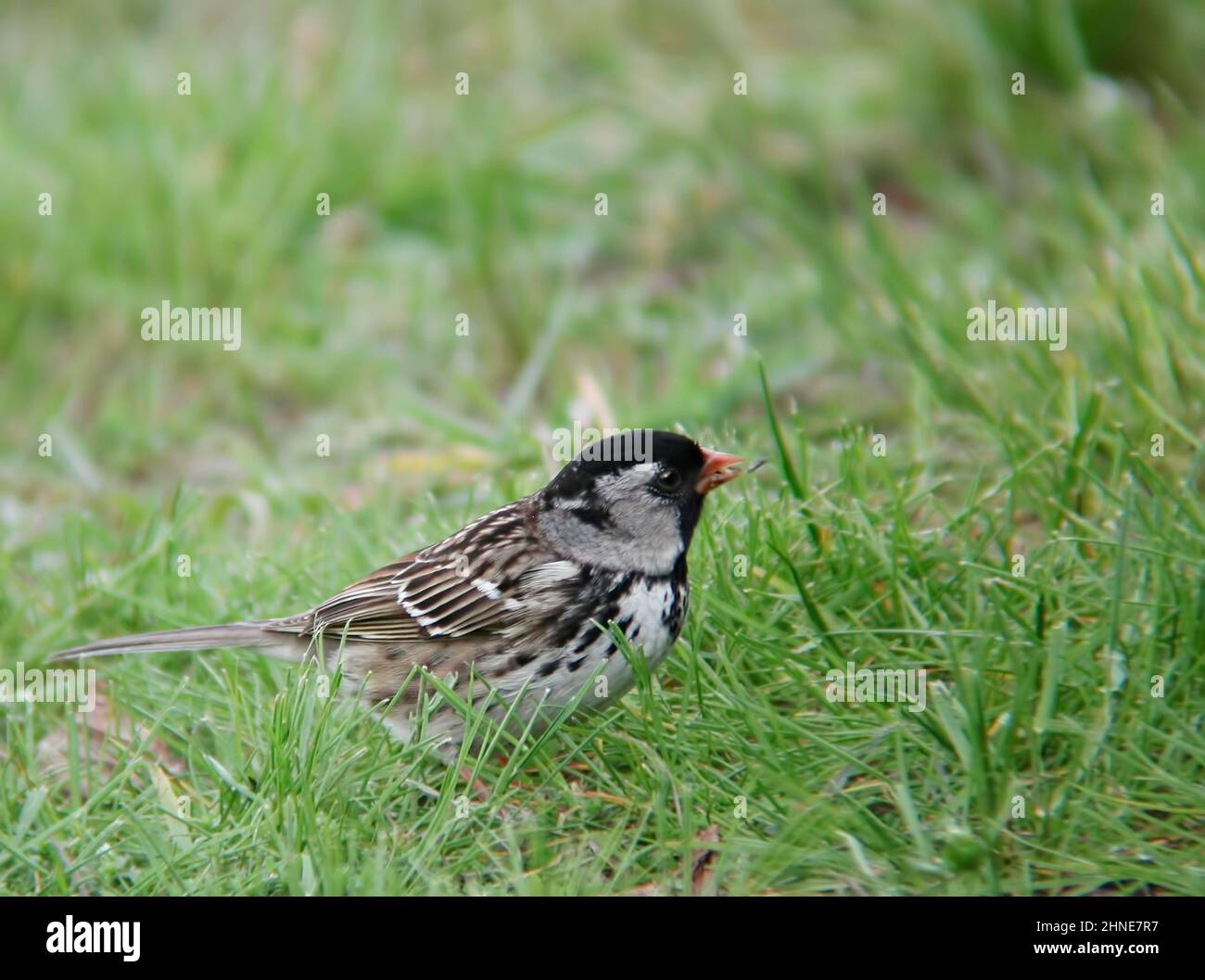 Un Harris's Sparrow, Zonotrichia querula, rilassante a terra Foto Stock