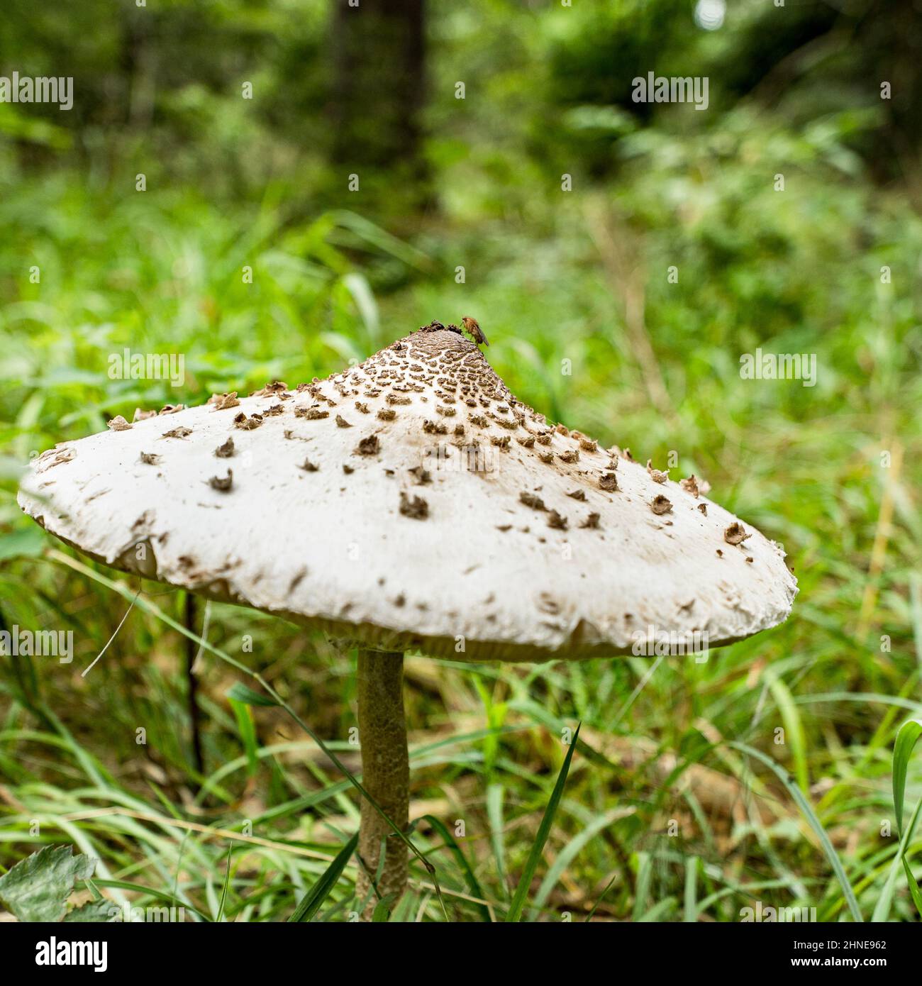 ein Riesenschirmoling im Wald in Nahaufnahme/ a Riesenschirmoling nei boschi in primo piano Foto Stock