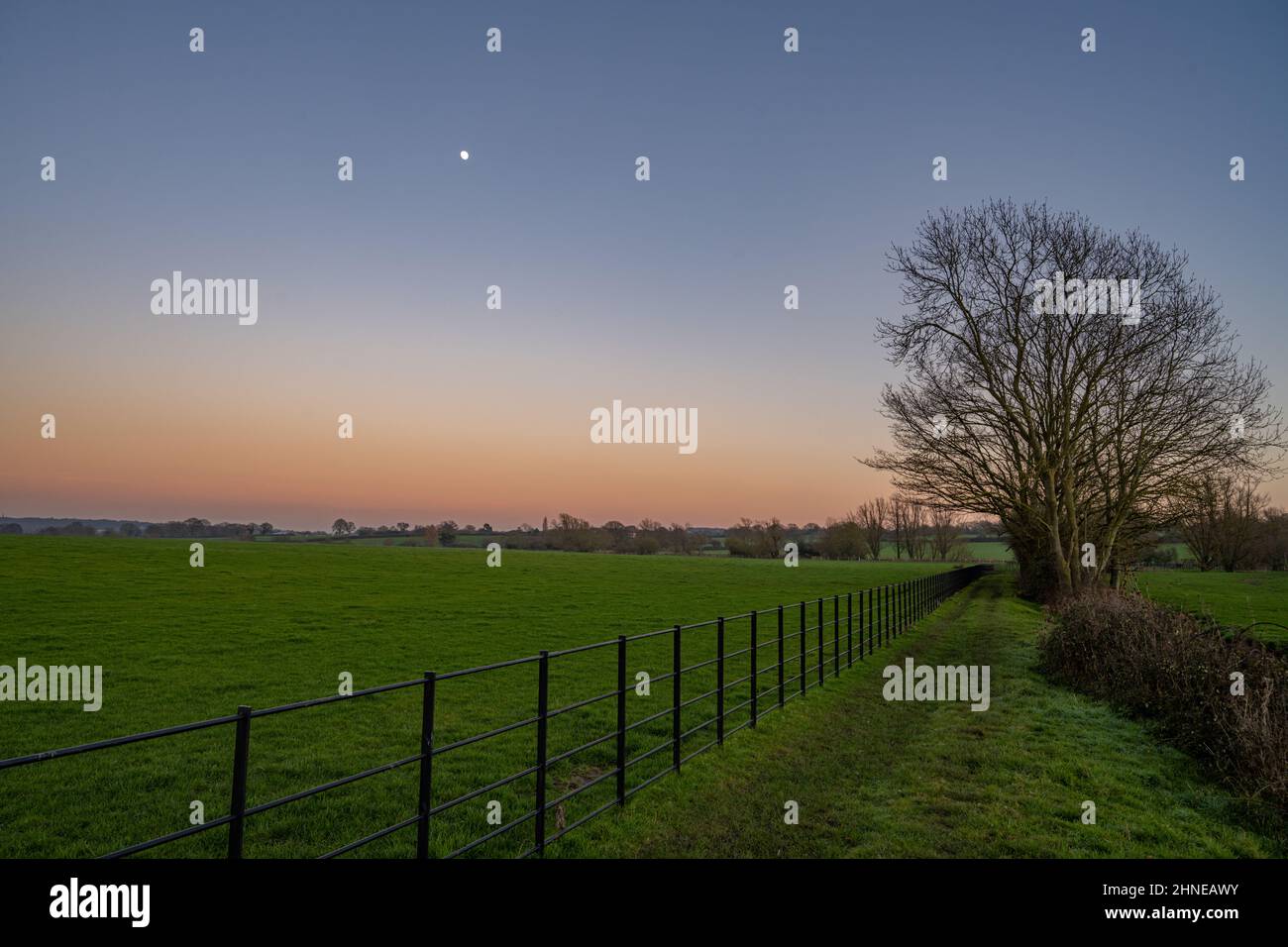 Linea di alberi nei campi vicino Margaretting al tramonto Foto Stock