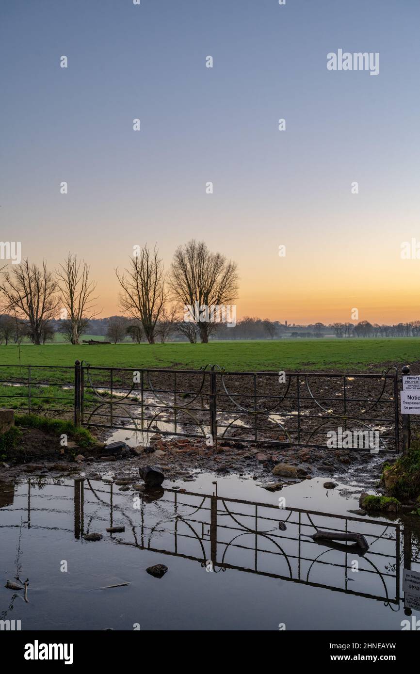 Linea di alberi nei campi vicino Margaretting al tramonto Foto Stock