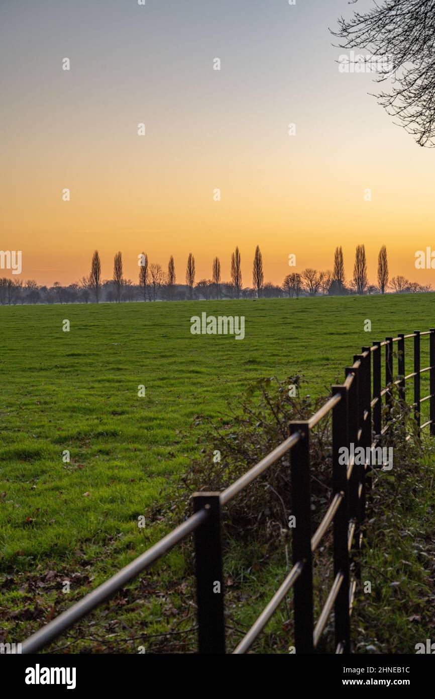 Linea di alberi di pioppo nei campi vicino Margaretting al tramonto Foto Stock