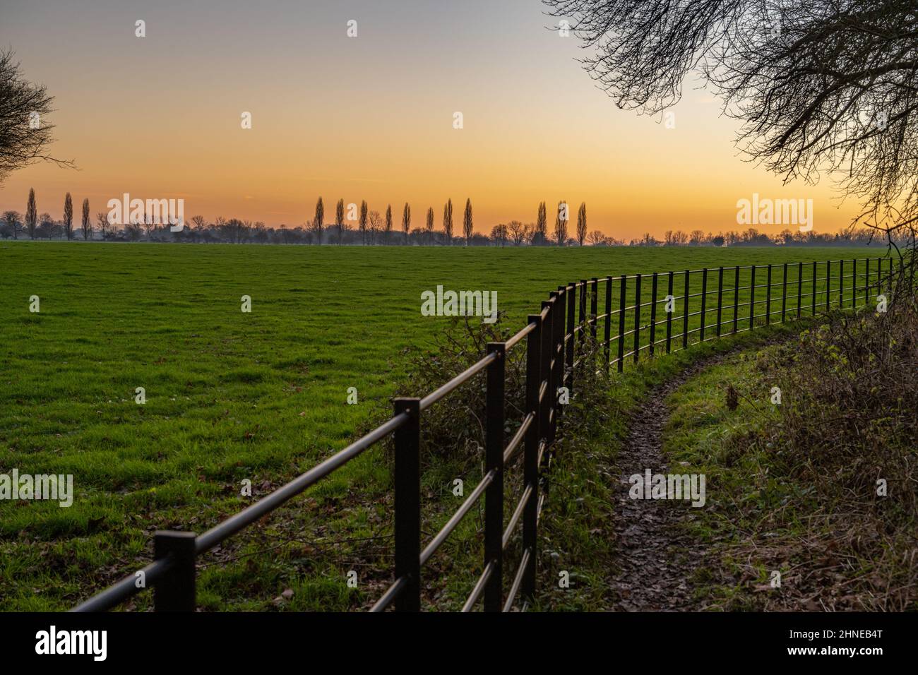 Linea di alberi di pioppo nei campi vicino Margaretting al tramonto Foto Stock
