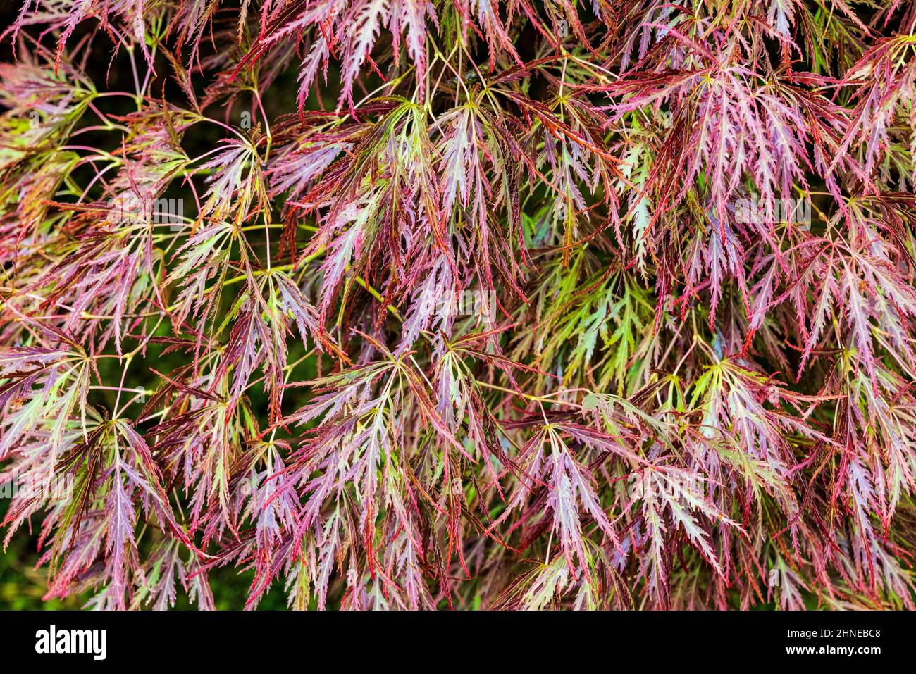 Primo piano di colorate foglie autunnali; Portland Japanese Gardens; Portland; Oregon; USA Foto Stock