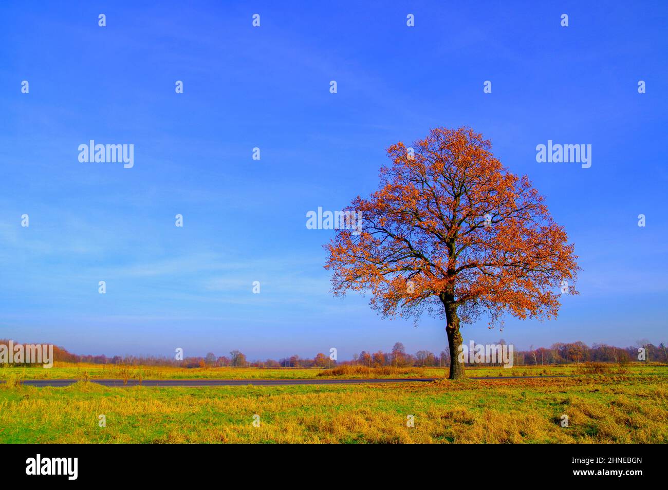 Quercia solitaria in autunno contro un cielo blu. Le foglie sono di colore marrone. Foto Stock