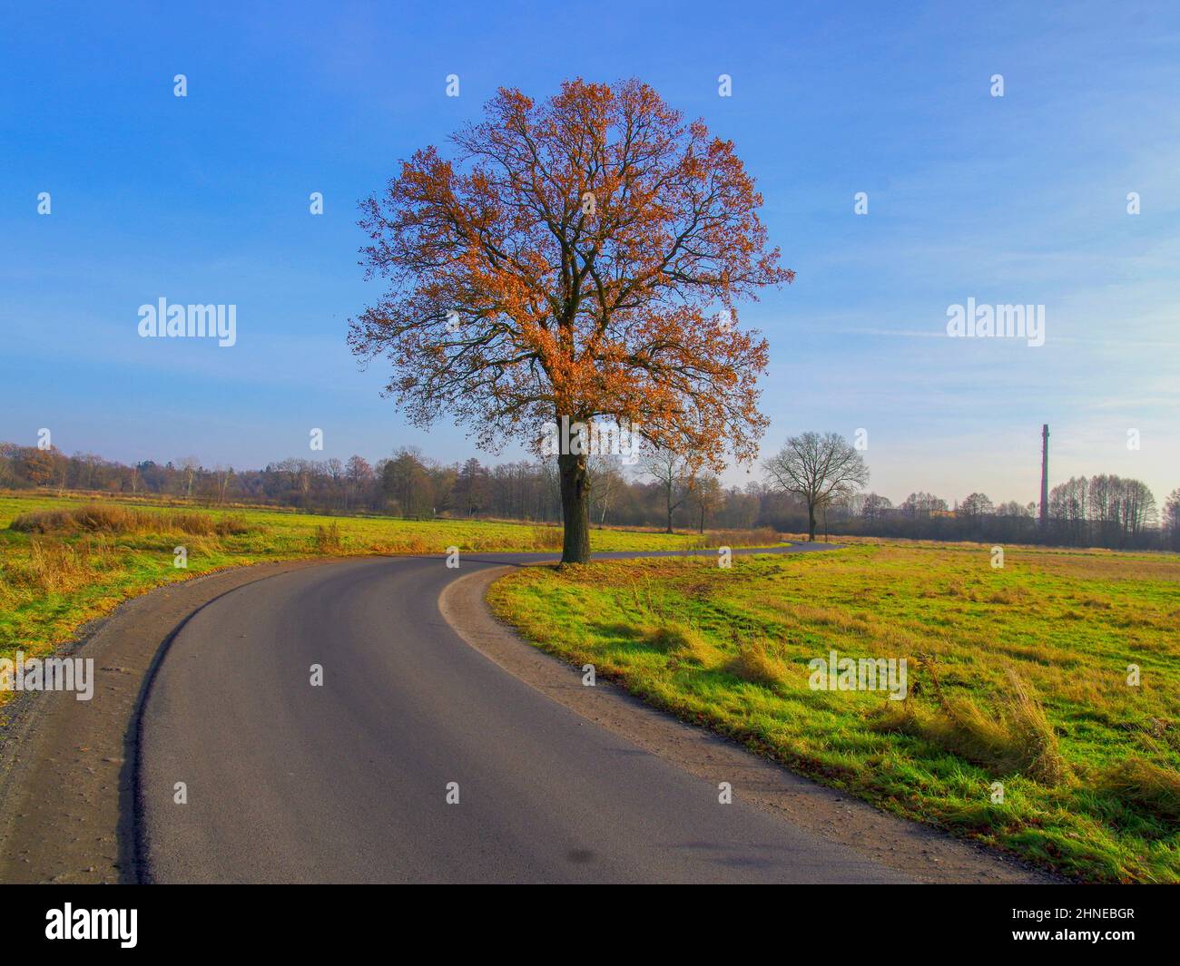 Quercia solitaria in autunno contro un cielo blu. Le foglie sono di colore marrone. Foto Stock