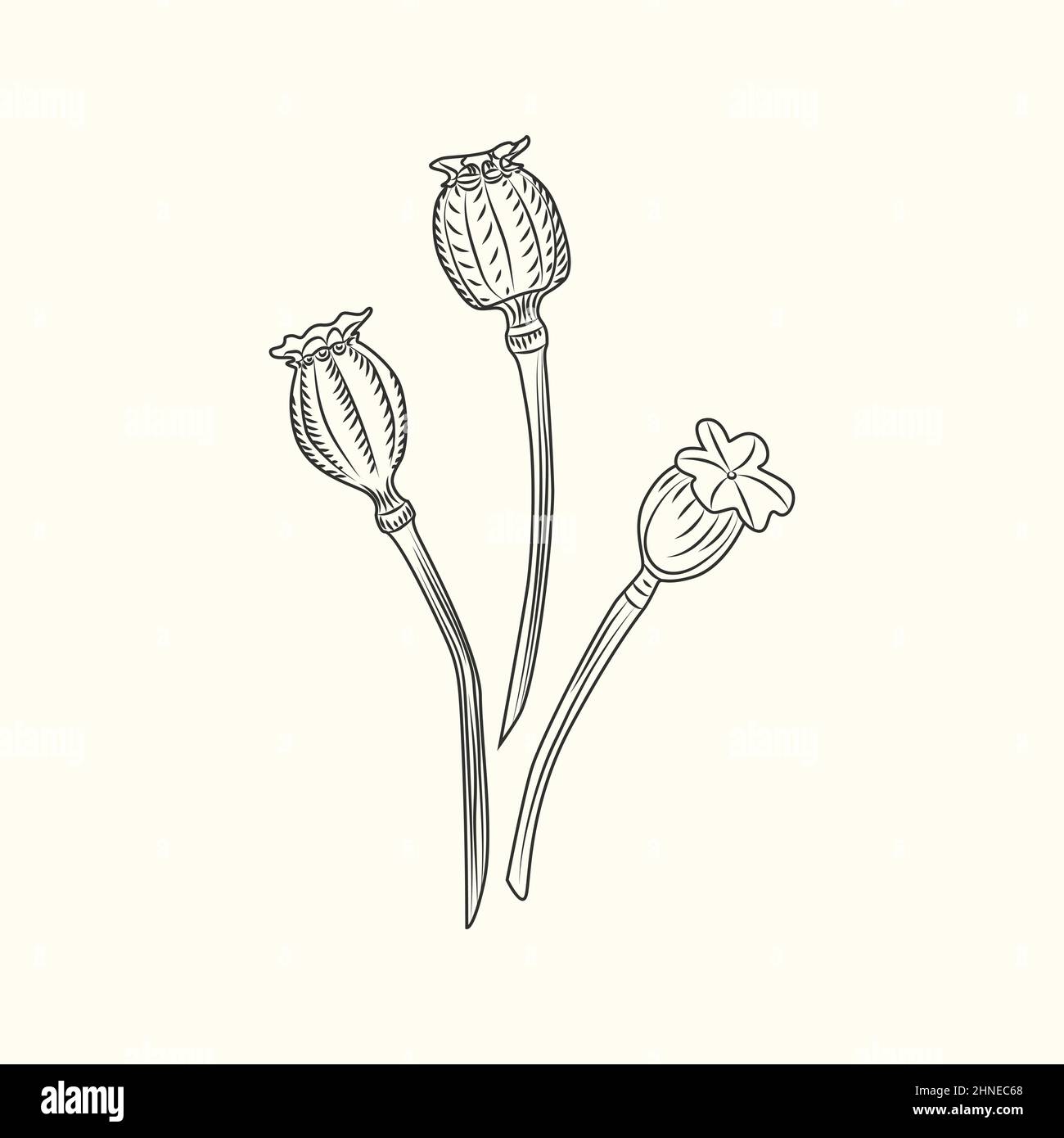 Illustrazione vettoriale isolata con fiori di papavero. Papaveri che incisioni stile vintage. Illustrazione Vettoriale