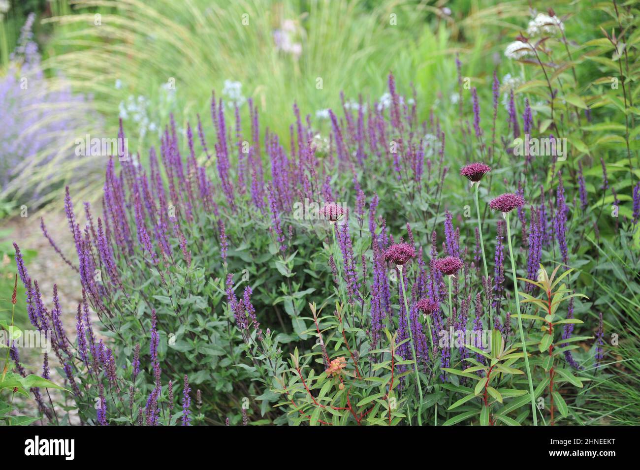 Allio viola molto scuro (Allium atropurpurpurpureum) e violetto clario balcanico (Salvia nemorosa) Caradonna fiorisce in un bordo di fiori in un giardino nel mese di giugno Foto Stock